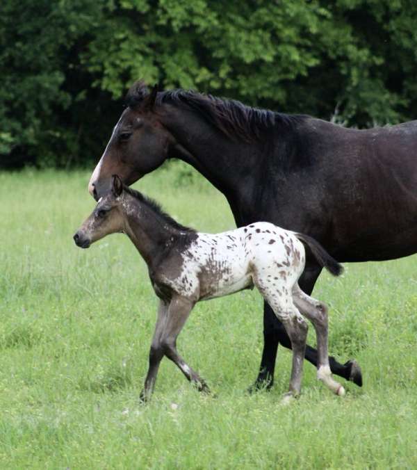 all-around-appaloosa-horse