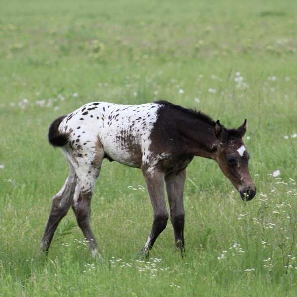 Gorgeous 2024 APHC Sooty Buckskin Leopard Colt!