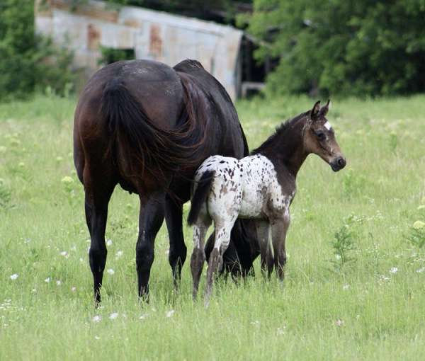 cowboy-mounted-shooting-appaloosa-horse