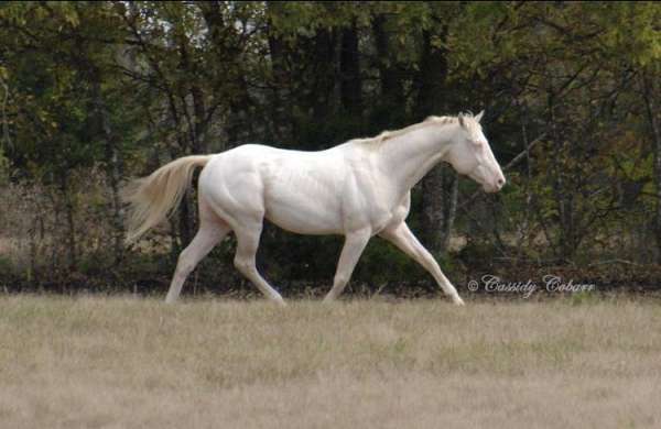 flashy-appaloosa-horse