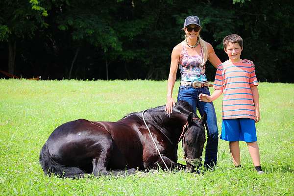 traine-friesian-horse