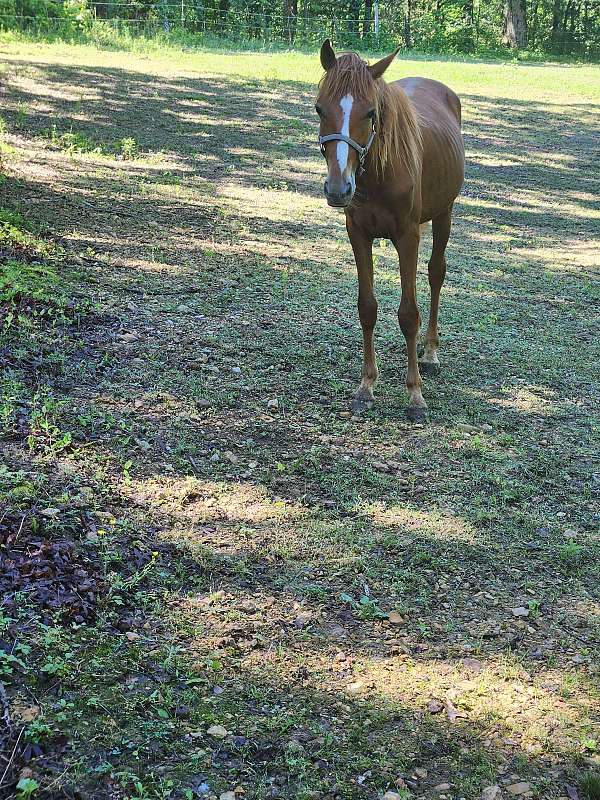 tennessee-walking-stallion