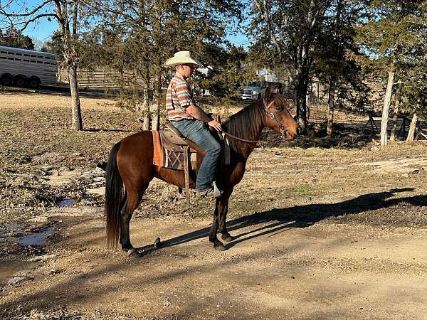 well-broke-rocky-mountain-horse