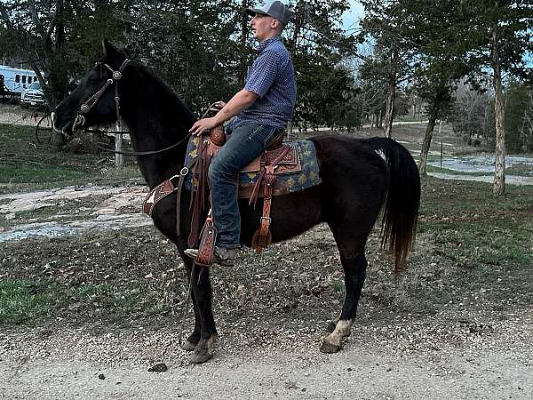 flashy-tennessee-walking-horse