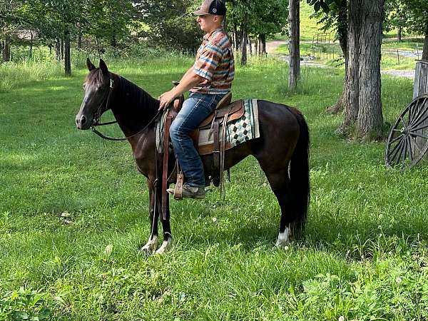 black-white-quarter-pony-mare