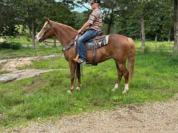 break-missouri-fox-trotter-horse