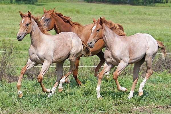 all-around-quarter-horse