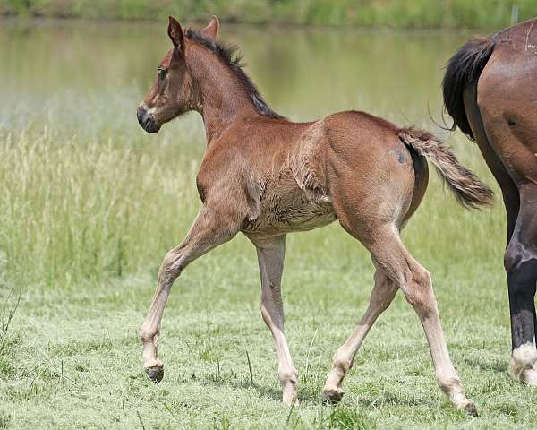 all-around-quarter-horse