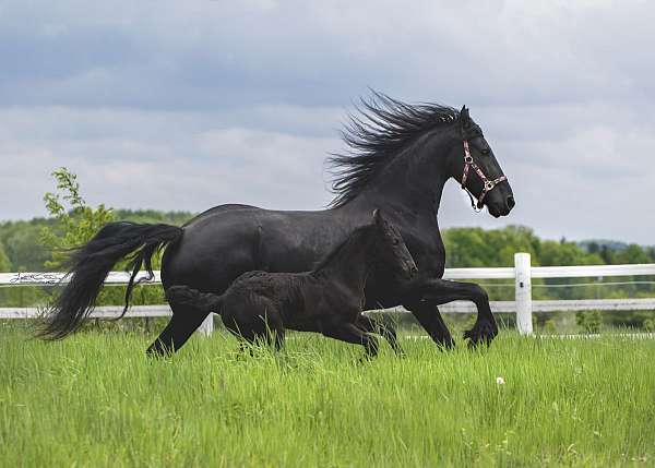 leffert-friesian-horse