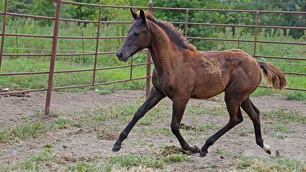 all-around-quarter-horse