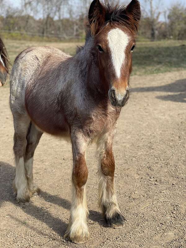 bay-roan-gvhs-filly