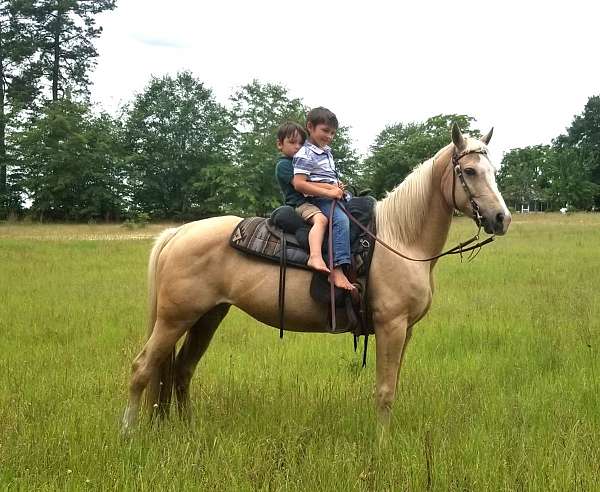 palomino-quarter-horse-mare