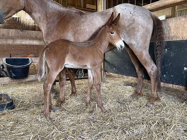 red-roan-roan-mule-filly