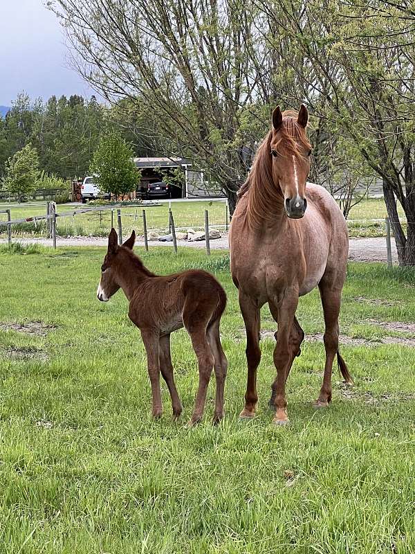 red-roan-roan-gaited-horse