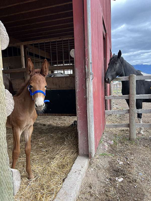 gaited-filly