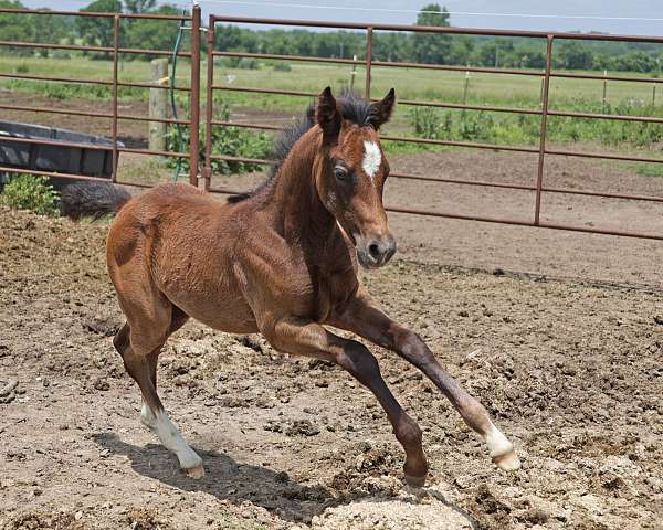 all-around-quarter-horse