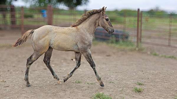 all-around-quarter-horse