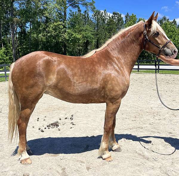 brown-cross-working-horse