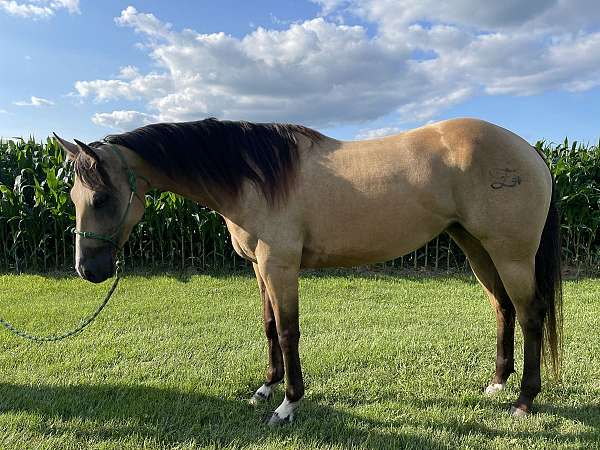 buckskin-dun-athletic-trail-horse