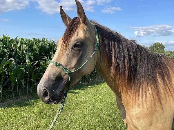 quarter-horse-mare