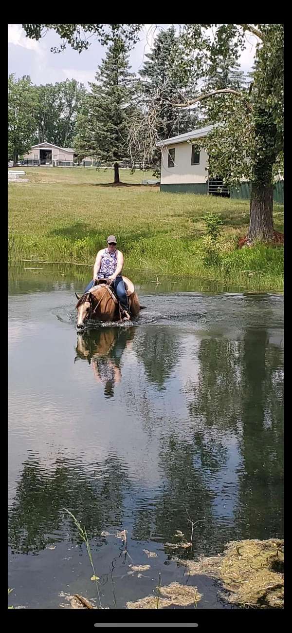 athletic-trail-quarter-horse