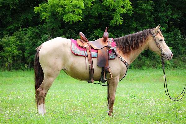 all-around-missouri-fox-trotter-horse