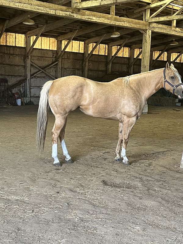 palomino-abra-mare-broodmare