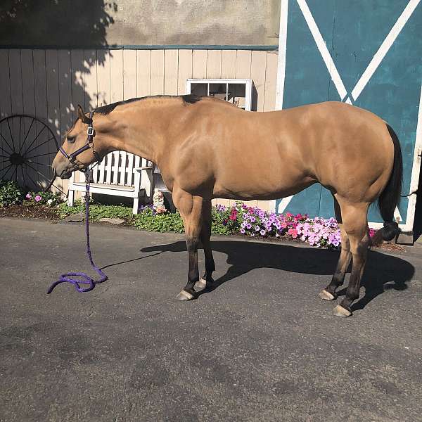 halter-youth-mare-broodmare