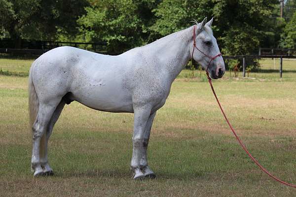 fleabitten-grey-pinto-horse