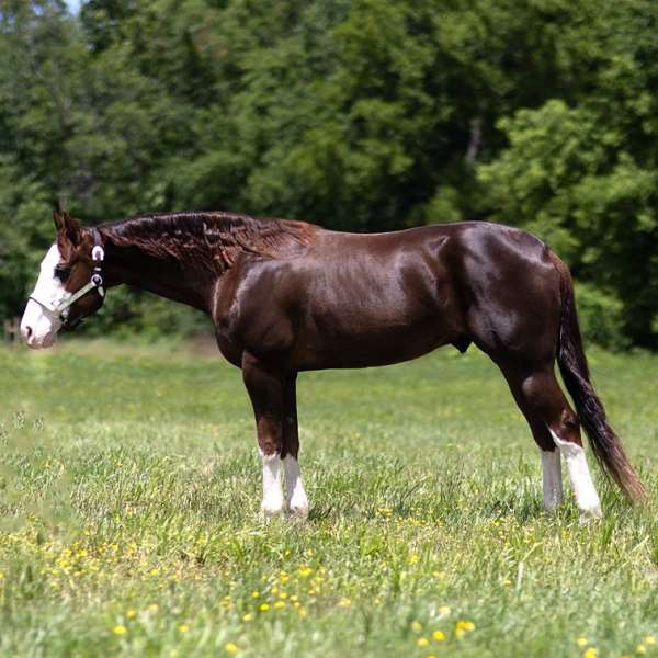 exceptional-pedigree-horse