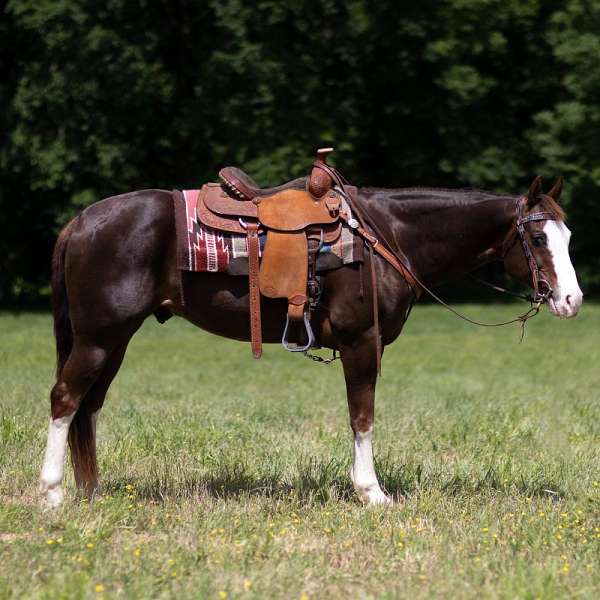 apha-quarter-horse