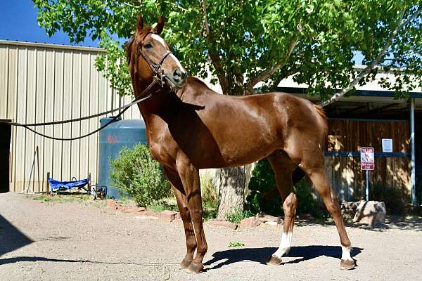 chestnut-broken-blaze-horse