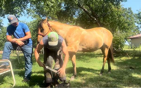 zebra-quarter-horse