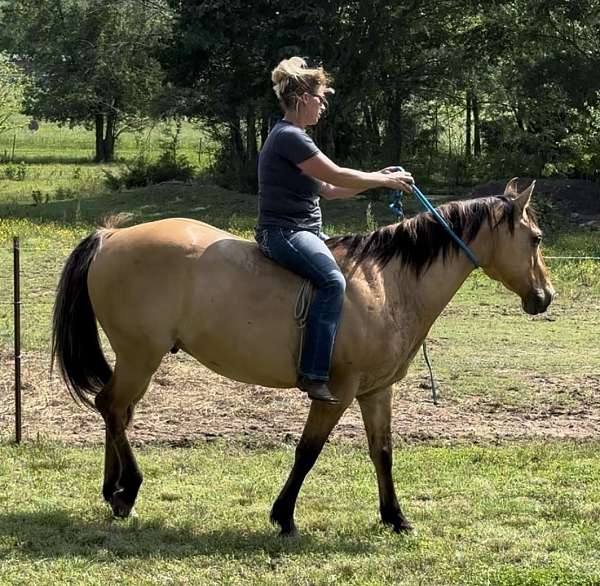 stripes-quarter-horse