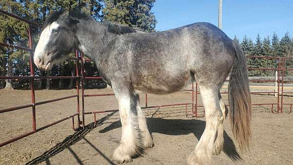 clydesdale-mare