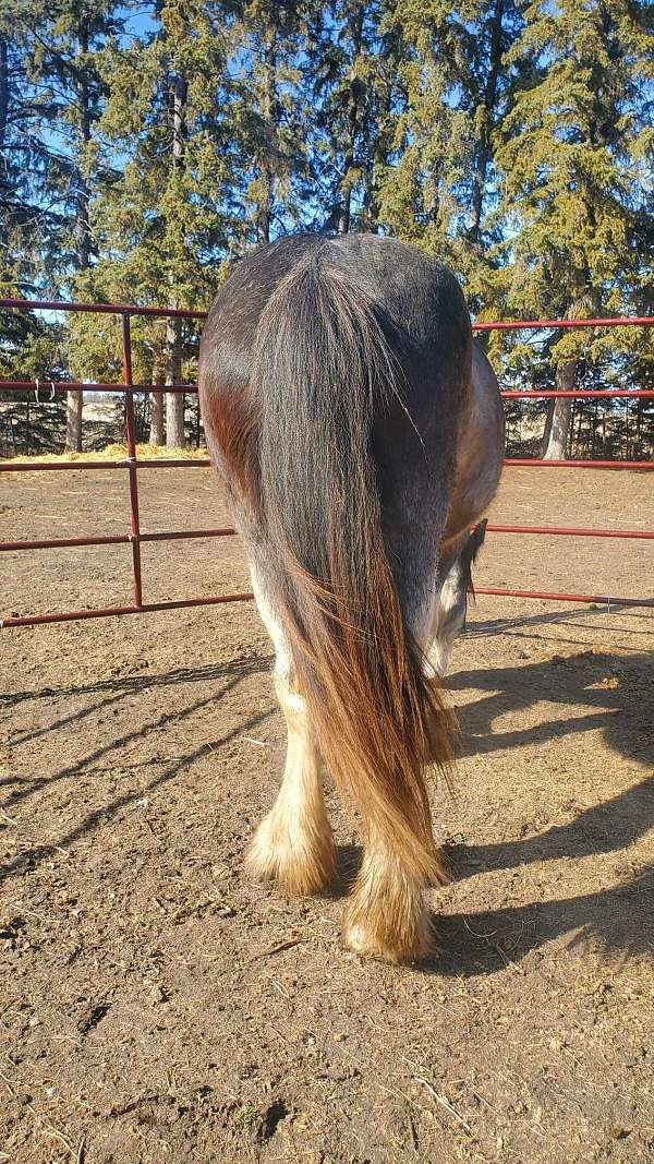 clydesdale-horse-for-sale