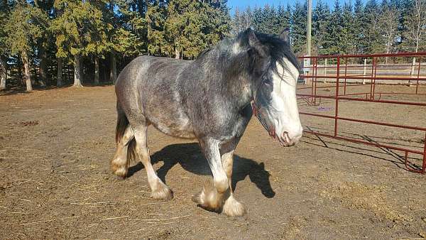 clydesdale-horse