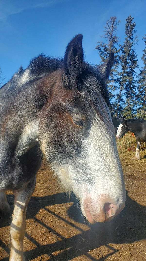 clydesdale