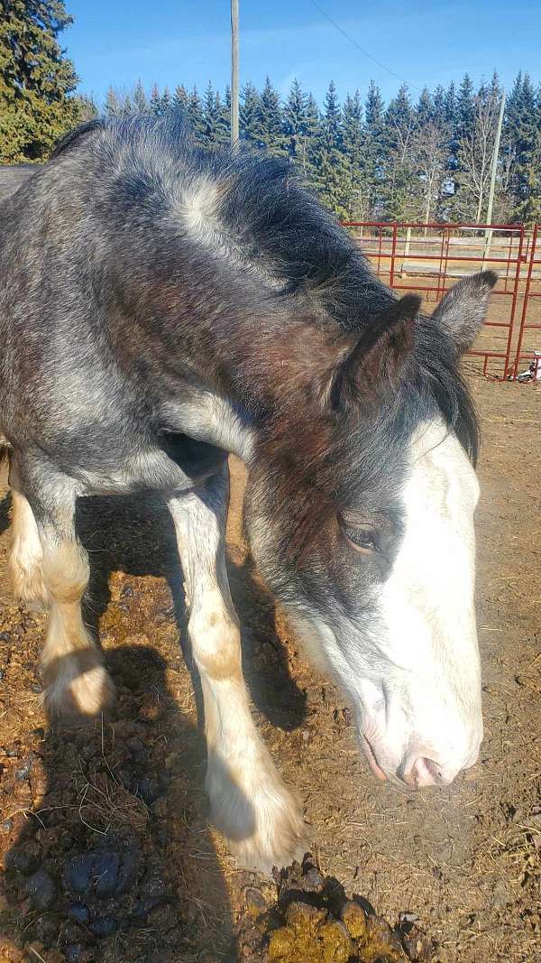 beauty-clydesdale-horse