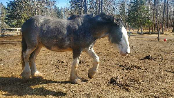 grey-clydesdale-mare