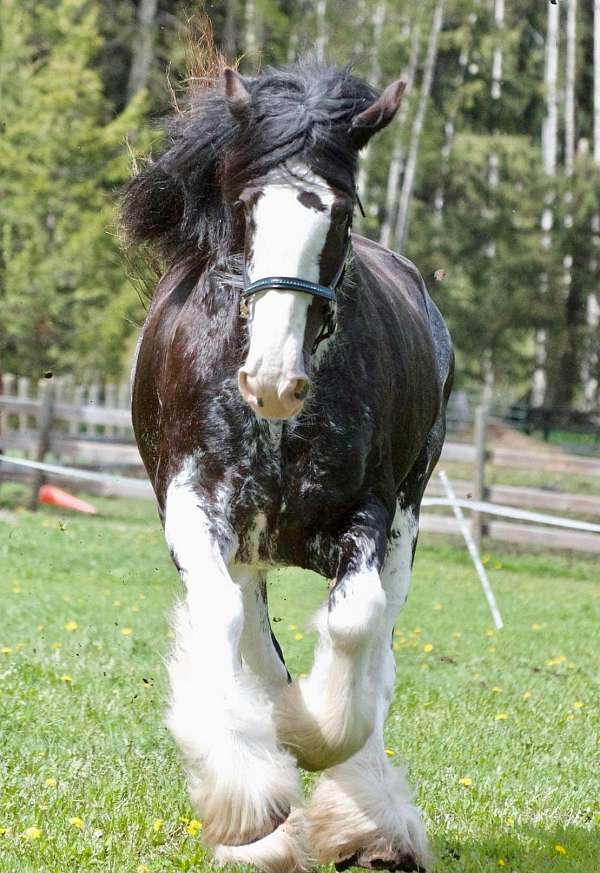 clydesdale-horse