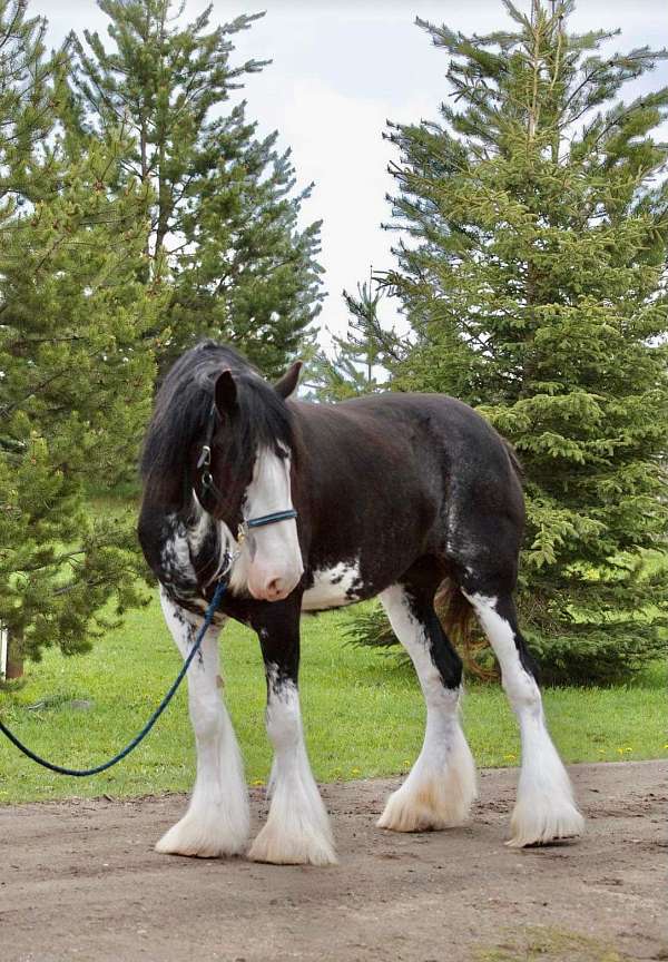 black-clydesdale-mare