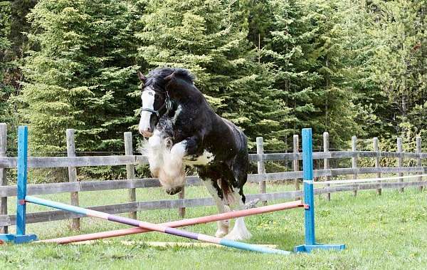 clydesdale-mare