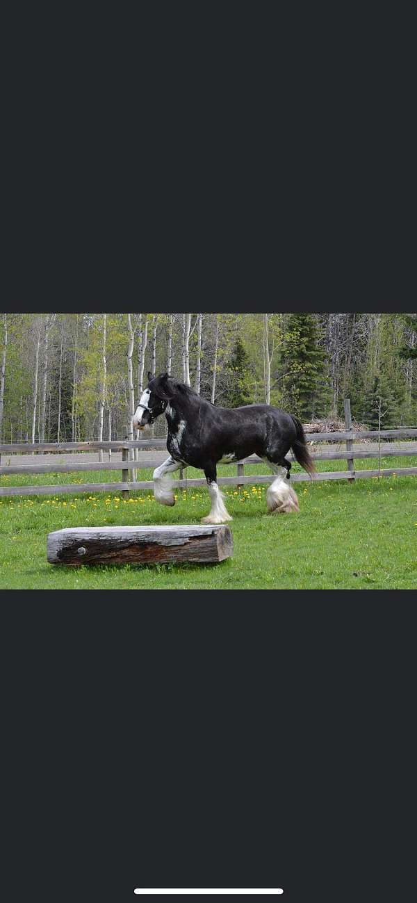 18-hand-clydesdale-mare