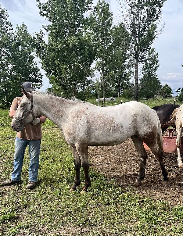 bay-roan-varnish-horse