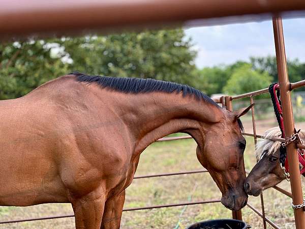 open-halter-thoroughbred-horse