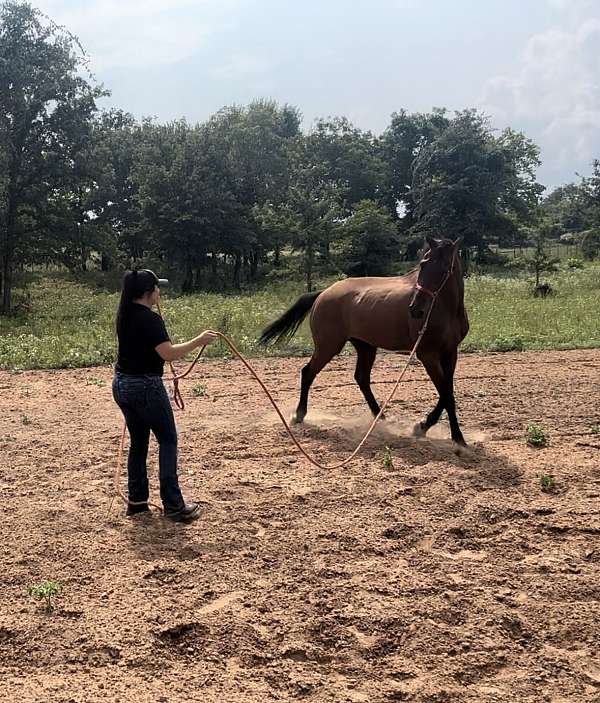 legend-thoroughbred-horse