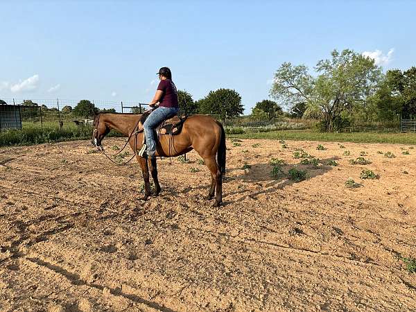 kentucky-bred-gelding