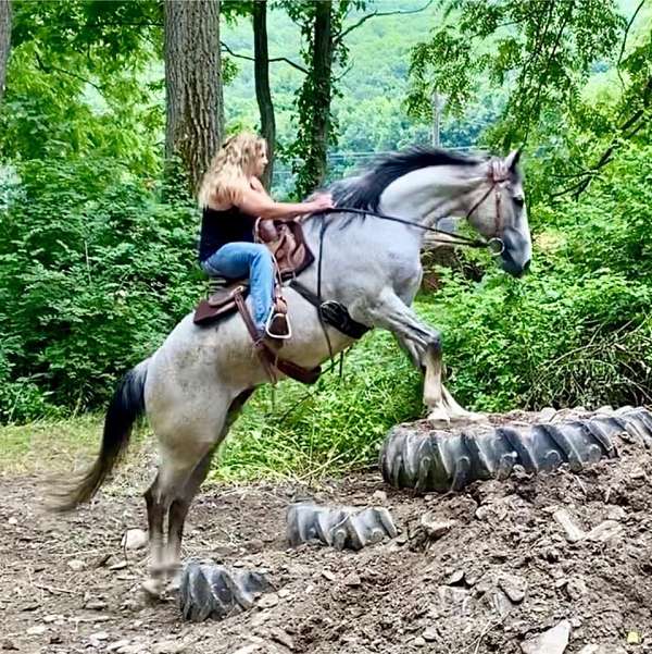 barrel-racing-trail-riding