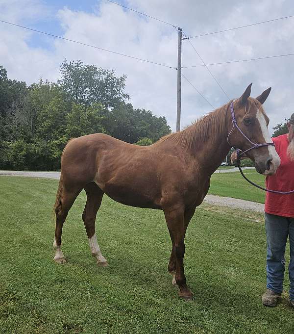 quarter-horse-gelding